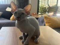 3 aylik Sphynx