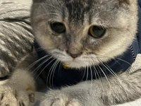 A Kalite Uysal Ve Oyuncu Scottish Fold Kedimize Sahip