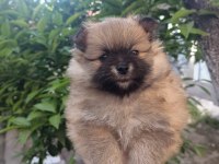 Tatlılık abidesi son 2 yavru 1 dişi 1 erkek pomeranian