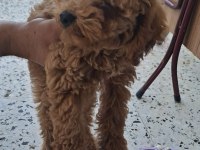 Toy poodle köpeği