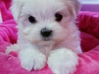 Maltese Terrier Sıfır No Teacup Yavrularım