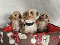A CLASS MALTİPOO YAVRULARIMIZ
