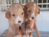 F2 maltipoo yavrularımız rezerveye açılmıştır