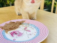 Tip kürk şahane british shorthair prenses