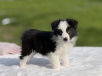 Siyah Beyaz Border Collie Yavrular