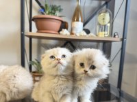 Üst Kalite Scottish Fold Bebekler