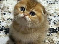 Scottish fold yuvam olur musunuz?