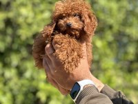 Kore Red Brown Toy Poodle
