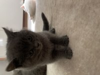 55 günlük british shorthair dişi yavrularımız
