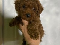 Evde bakılan sağlık ve ırk garantili poodle bebek
