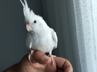 100 günlük yavru albino sultan papağanı