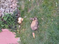 Tavşan ginepig cüce minirex