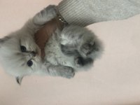 Scottish fold ve scottish blue point 1-2 aylık yavru