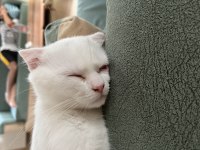 Scottish fold yavru kedimi sahiplendiriyorum