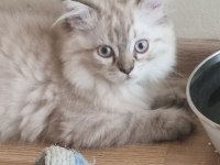 Kedi erkek iki ay iki hafta scottish