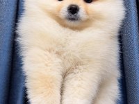 Pomeranian Boo Dişi Yavrumuz