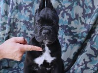 FCI -KIF SECERELİ SAFKAN CANE CORSO YAVRULAR