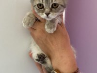British shorthair yavrularımız sahiplendirilecek