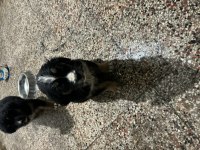 Yavru köpeklerimize yuva arıyoruz
