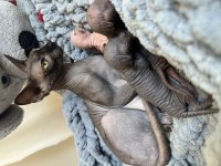 3 baby sphynx