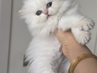 Saf Kanlı British Longhair