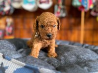 En akıllı apartman köpeği a SCRLİ toy poodle