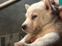 Saf kan husky yavrusu