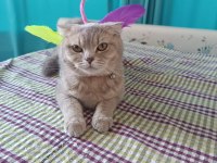Sevimli dişi minnoş scottish fold