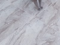 Uysal aşılı kısırlaştırılmış cins kedimiz ücretsiz