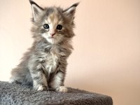 Black Smoke & NS22 MaineCoon yavrular