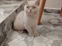 Maddi sıkıntıdan dolayayı uygun sahiplendirilecek kedimiz