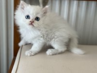 Kar beyaz mavi gözlü british shorthair ve longhair