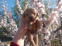 TOY POODLE MİNİMİNNAK YAVRULARİMİZ