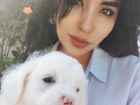 Terrier maltese çok sevimli yavrular