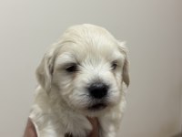 Orijinal ırk maltese terrier