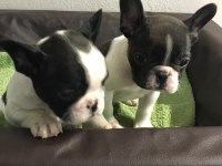 FRENCH BULLDOG YAVRULARI