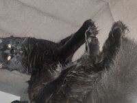 British longhair