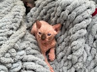 Sfenks (sphynx) yavru uyguna verilecek