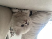 British blue point longhair 2 aylık yavrumuz