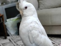 3 AYLIK ALBİNO SULTAN PAPAĞANI İNSAN CANLISI ELE KOLA GELİR