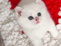 British Shorthair / Dişi