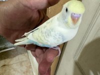 29 günlük konuşturmalık erkek bebek muhabbet kuşu