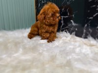 Maltipoo yavrular sizi bekliyor