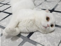 Scottish fold 2 yaşında