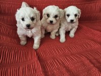 Terrier maltese bebekler
