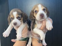 Beagle yavrularımız