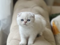 Ayı Surat Scottish Fold Yavrum
