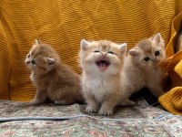 HERKESİN BİR KEDİSİ OLMALI