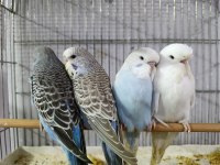 ALIŞTIRMALIK JUMBO MUHABBET KUŞU YAVRULAR