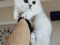 Scottish straight shorthair bs12 dişi
